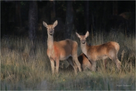 <p>JELEN LESNÍ (Cervus elaphus) obora - Rumburk</p>